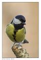 Parus Major 7